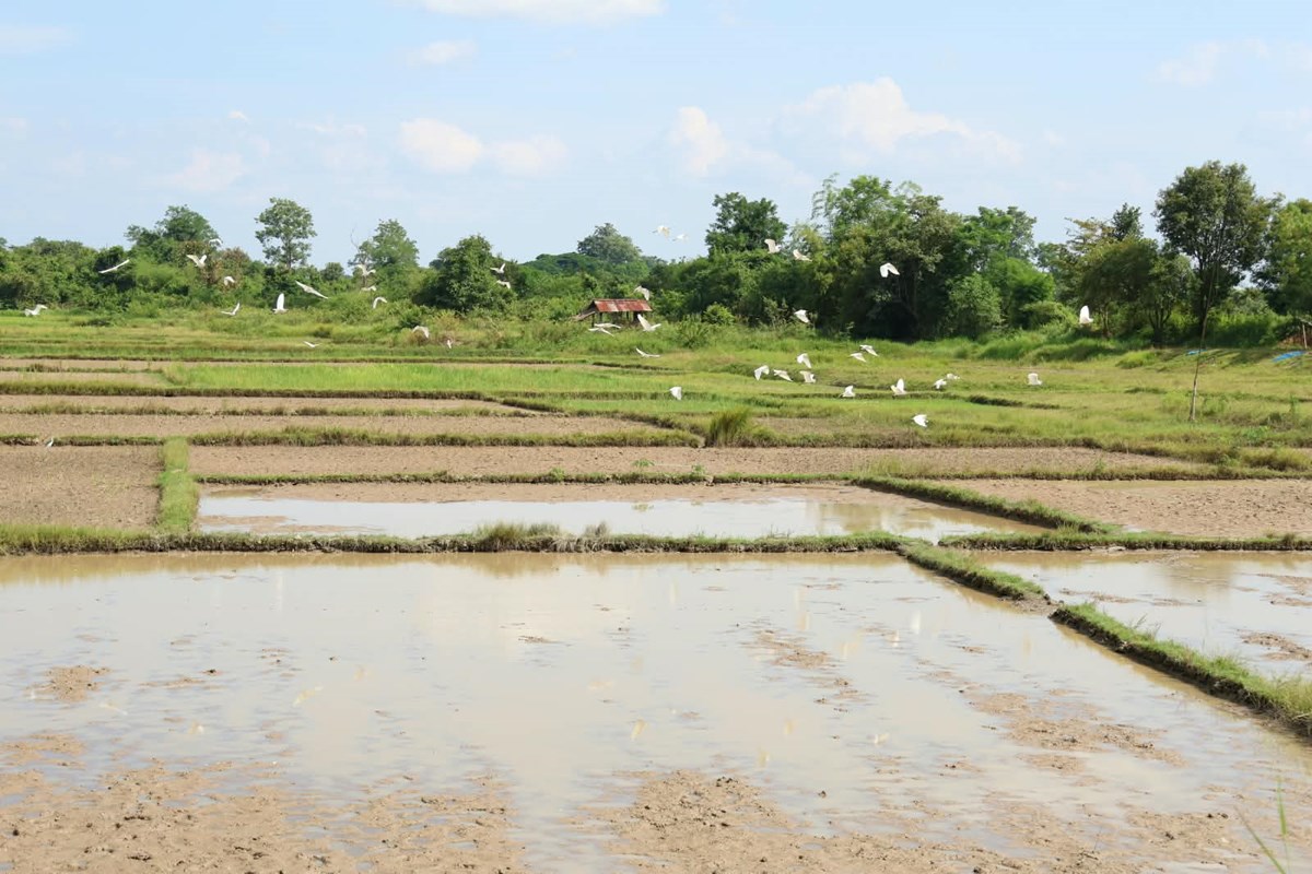 ເນື້ອທີ່ກະສິກຳໃນທົ່ວເມືອງຫີນບູນເສຍຫາຍກວ່າ 3,519 ເຮັກຕາຈາກໄພນ້ຳຖ້ວມ image 1 ເນອທກະສກຳໃນທວເມອງຫນບນເສຍຫາຍກວາ 3,519 ເຮກຕາຈາກໄພນຳຖວມ - image 1