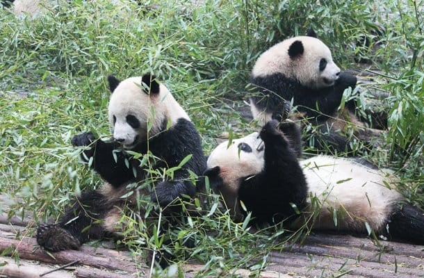 ສຳຜັດກັບການທ່ອງທ່ຽວທີ່ສວນໝີແພນດ້າເມືອງເສິງຕູ່ image 1 ສຳຜດກບການທອງທຽວທສວນໝແພນດາເມອງເສງຕ - image 1