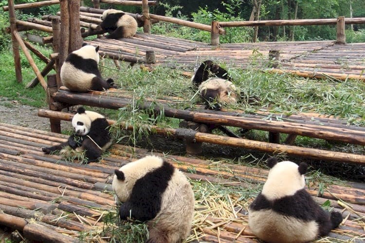 ສຳຜັດກັບການທ່ອງທ່ຽວທີ່ສວນໝີແພນດ້າເມືອງເສິງຕູ່ image 3 ສຳຜດກບການທອງທຽວທສວນໝແພນດາເມອງເສງຕ - image 3