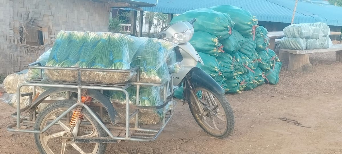 ຄາມວນ ເກບກຽວພດສາຮອງລະດແລງໄດແລວ 64.21% - image 1