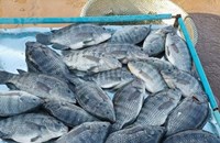 ສະພາບການສະໜອງຄວາມຕ້ອງການ ຊີ້ນ, ໄຂ່, ປາ ໃນປີຜ່ານມາ