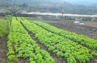 ຍ້ອນຖືເອົາກະສິກໍາອິນຊີເປັນຫຼັກລາຍຮັບປະຊາຊົນບ້ານທ່າຊ້າງຈຶ່ງໝັ້ນຄົງ