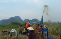 ປັດຈຸບັນຄໍາມ່ວນເກັບກ່ຽວເຂົ້ານາປີໄດ້ແລ້ວ 21,010 ເຮັກຕາ