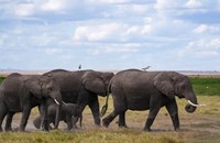 ຜົນການສຶກສາພົບວ່າ ມະນຸດເຄື່ອນໄຫວຫຼາຍກວ່າສັດປ່າເຖິງ 40 ເທົ່າ