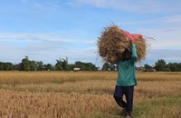 ຄໍາມ່ວນ ເກັບກ່ຽວເຂົ້ານາປີສໍາເລັດພຽງ 39.362 ເຮັກຕາ