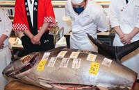 ທຳລາຍສະຖິຕິ ຮ້ານຊູຊິຍີ່ປຸ່ນ ປະມູນປາທູນາຄີບສີຟ້າ ມູນຄ່າ 510 ລ້ານກວ່າເຢນ