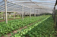 ປີນີ້, ຄໍາມ່ວນ ມີແຜນການປູກພືດລະດູແລ້ງ 10,666 ເຮັກຕາ