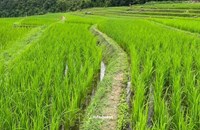 ມຽນມາ ສົ່ງອອກເຂົ້າຫຼາຍກວ່າ 2.1 ລ້ານໂຕນ ໃນ 9 ເດືອນທຳອິດຂອງປີງົບປະມານ 2025-2026