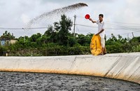 ນັກຄົ້ນຄວ້າພັດທະນາ AI ຟັງສຽງຂອງປາທີ່ຫິວ