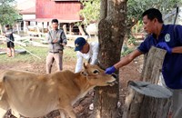 ເມືອງໂຂງ ເລັ່ງສະກັດກັ້ນການລະບາດຂອງພະຍາດປາກເປື່ອຍລົງເລັບ ໃນງົວ