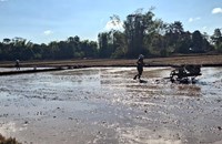 ຄໍາມ່ວນ ປູກເຂົ້ານາແຊງໄດ້ແລ້ວ 9,503 ເຮັກຕາ