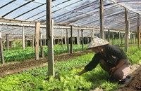 ​  ຄໍາມ່ວນ ປູກພຶດສໍາຮອງລະດູແລ້ງໄດ້ແລ້ວ 9,489 ເຮັກຕາ