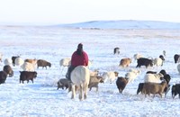 ສະພາບອາກາດໜາວເຢັນໃນມົງໂກລີ ເຮັດໃຫ້ສັດລ້ຽງຫຼາຍກວ່າ 26,000 ໂຕເສຍຊີວິດ