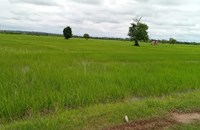 ຄໍາມ່ວນ ປັກດໍາເຂົ້ານາແຊງສໍາເລັດ 12,540 ເຮັກຕາ