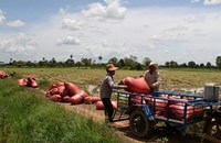 ກຳປູເຈຍ ສົ່ງອອກເຂົ້າເພີ່ມຂຶ້ນ 83% ໃນສອງເດືອນທຳອິດຂອງປີ