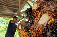 ອິນໂດເນເຊຍ ຈະເລັ່ງມາດຕະການປະສົມເອທານອນຊີວະພາບ ໃນນໍ້າມັນເຊື້ອໄຟ