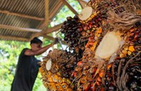 ອິນໂດເນເຊຍ ກຽມຈະຢຸດການນຳເຂົ້ານ້ຳມັນກາຊວນ