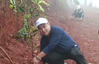 ເມືອງຊານໄຊ ປູກຕົ້ນແມັກຄາເດເມຍ ຢູ່ເຂດພູແດງ