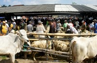 ອິນ​ໂດ​ເນ​ເຊຍ ​​ຂະຫຍາຍ​ການ​ປູກ​ພືດ​ອາຫານ​ສັດທີ່​ທົນ​​ຕໍ່​ໄພ​ແຫ້ງ​ແລ້ງ