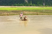 ຄໍາມ່ວນປູກເຂົ້ານາປີສຳ​ເລັດແລ້ວ 54%