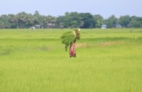 ມຽນມາ ຕັ້ງເປົ້າໝາຍສົ່ງອອກເຂົ້າສານ ແລະ ເຂົ້າຫັກ ທັງໝົດ 3 ລ້ານໂຕນ
