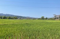 ຄໍາມ່ວນ ປູກເຂົ້ານາປີໄດ້ທັງໝົດ 91,472 ເຮັກຕາ