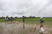 ພະແນກ ກ​ສ - ມຸນລະປາໂມກ ລົງຊຸກຍູ້ການປັກດຳເຂົ້ານາປີ