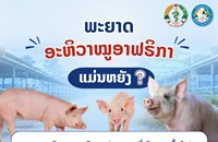 ພ້ອມກັນເພີ່ມທະວີເຝົ້າລະວັງ ສະກັດກັ້ນ ພະຍາດອະຫິວາໝູອາຟຣິກກາ
