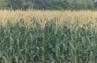 ຄໍາມ່ວນ ເກັບກ່ຽວພຶດສໍາຮອງລະດູແລ້ງໄດ້ແລ້ວ 64.21%