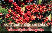 ກາເຟປ່າວຊ່ານ ລົດຊາດລະດັບໂລກ ເປັນພະລັງຂັບເຄື່ອນຊຸມຊົນ