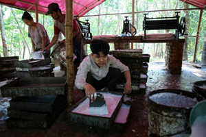 ມຽນມາ ສົ່ງອອກຢາງພາລາ 60 ພັນກວ່າໂຕນ