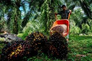 ອິນໂດເນເຊຍ - ຍີ່ປຸ່ນ ລົງນາມແກ້ໄຂຂໍ້ຕົກລົງຫຸ້ນສ່ວນ ກະຕຸ້ນການສົ່ງອອກ