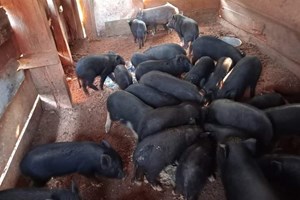 ທ່ານ ເລັດສະໄໝ ດວງຈະເລີນ ຖືເອົາອາຊີບລ້ຽງໝູຂາຍ ເຮັດໃຫ້ຄອບຄົວຫຼຸດພົ້ນອອກຈາກຄວາມທຸກຍາກເທື່ອລະກ້າວ.