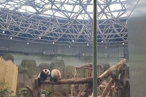 ສູນຄົ້ນຄວ້າໝີແມ່ພັນແພນດາດຶງດູດນັກທ່ອງທ່ຽວຫຼາຍໝື່ນຄົນຕໍ່ມື້