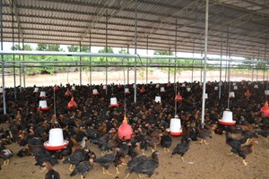 ເກດສະໜາຟາມລ້ຽງໄກ່ລາດສົ່ງອອກ ສສ ຫວຽດນາມ ແລະ ຄາດວ່າອະນາຄົດອັນໃກ້ນີ້ຈະໄດ້ສົ່ງອອກໃນຮູບແບບໄກ່ປອກທີ່ມີຄຸນະພາບສູງ