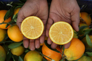 ນູແວນເຊລັງ ປະເຊີນກັບການຂາດແຄນນໍ້າໝາກກ້ຽງ