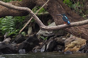 ເຜີຍແຜ່ດໍາລັດ ວ່າດ້ວຍປ່າສະຫງວນເຂດພາກເໜືອ