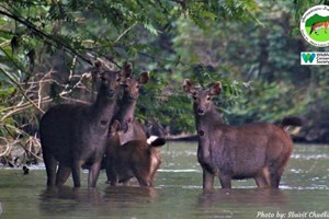 ຄຸ້ມຄອງ ແລະ ສະໜອງທຶນແບບຍືນຍົງໃຫ້ແກ່ປ່າສະຫງວນແຫ່ງຊາດຢູ່ ສປປລາວ