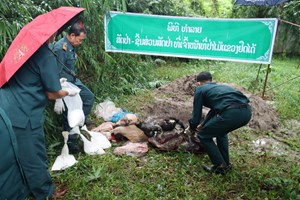 ພະແນກກະສິກໍາ ແລະ ປ່າໄມ້ແຂວງບໍລິຄໍາໄຊ ທຳລາຍຊິ້ນສ່ວນສັດປ່າຫວງຫ້າມ