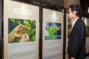 ກຳປູເຈຍ ສົ່ງອອກເຂົ້າສານ445,913 ໂຕນ ໃນ 9 ເດືອນທຳອິດຂອງປີ 2024