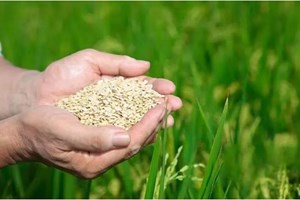 ຈີນຍິນດີຮ່ວມກັບບັນດາຝ່າຍເພີ່ມທະວີການຮ່ວມມືສ້າງຄວາມໝັ້ນຄົງດ້ານສະບຽງອາຫານ