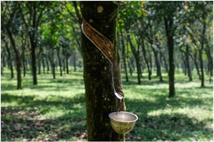 ກຳປູເຈຍ ສ້າງລາຍຮັບຈາກການສົ່ງອອກຢາງພາລາ 394 ລ້ານໂດລາ