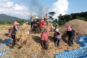 ການເກັບກູ້ເຂົ້ານາປີຂອງຊາວກະສິກອນຢູ່ເມືອງເງິນສຳເລັດ 60%