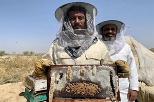 ອັຟການິສຖານ ຜະລິດນໍ້າເຜິ້ງ ໄດ້ 2,200 ໂຕນຕໍ່ປີ