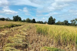 ທົ່ວແຂວງຄໍາມ່ວນເກັບກ່ຽວເຂົ້ານາປີໄດ້ແລ້ວ 39.93%