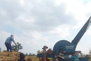 ເມືອງຍົມມະລາດເກັບກ່ຽວເຂົ້ານາປີສໍາເລັດ 85%