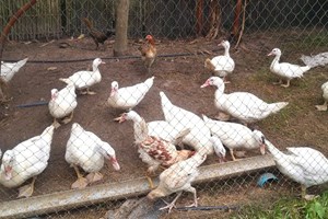 ທ່ານພູວຽງ ຖາວິວອນ ມີລາຍຮັບ150ລ້ານກີບຈາກການປູກຝັງ-ລ້ຽງສັດ