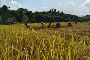 ຊຽງຮ່ອນ ຂຸ້ນຂ້ຽວເກັບກ່ຽວເຂົ້ານາປີ ສໍາເລັດ 85%