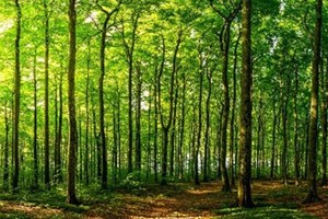 ສປປ ລາວ ກໍານົດແຜນດໍາເນີນງານ ກ່ຽວກັບການຮັບຮູ້ສິດນໍາໃຊ້ທີ່ດິນ  ໃນເຂດທີ່ດິນປ່າໄມ້