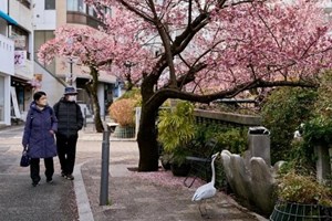 ຍີ່ປຸ່ນ ປະກາດໄຂ້ຫວັດໃຫຍ່ ລະບາດທົ່ວປະເທດ